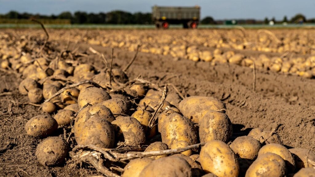 zikaden krankheit kartoffeln